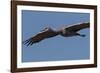 Sandhill Crane in Flight-Galloimages Online-Framed Photographic Print