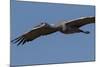 Sandhill Crane in Flight-Galloimages Online-Mounted Photographic Print