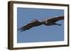 Sandhill Crane in Flight-Galloimages Online-Framed Photographic Print