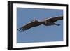 Sandhill Crane in Flight-Galloimages Online-Framed Photographic Print