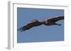 Sandhill Crane in Flight-Galloimages Online-Framed Photographic Print