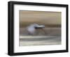 Sandhill Crane in motion Bosque del Apache NWR, New Mexico-Maresa Pryor-Framed Photographic Print