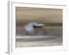 Sandhill Crane in motion Bosque del Apache NWR, New Mexico-Maresa Pryor-Framed Photographic Print