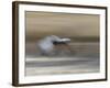 Sandhill Crane in motion Bosque del Apache NWR, New Mexico-Maresa Pryor-Framed Photographic Print