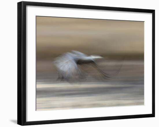 Sandhill Crane in motion Bosque del Apache NWR, New Mexico-Maresa Pryor-Framed Photographic Print