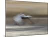 Sandhill Crane in motion Bosque del Apache NWR, New Mexico-Maresa Pryor-Mounted Photographic Print