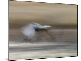 Sandhill Crane in motion Bosque del Apache NWR, New Mexico-Maresa Pryor-Mounted Photographic Print