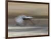 Sandhill Crane in motion Bosque del Apache NWR, New Mexico-Maresa Pryor-Framed Photographic Print