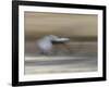 Sandhill Crane in motion Bosque del Apache NWR, New Mexico-Maresa Pryor-Framed Photographic Print