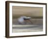 Sandhill Crane in motion Bosque del Apache NWR, New Mexico-Maresa Pryor-Framed Photographic Print