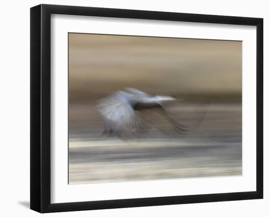 Sandhill Crane in motion Bosque del Apache NWR, New Mexico-Maresa Pryor-Framed Photographic Print