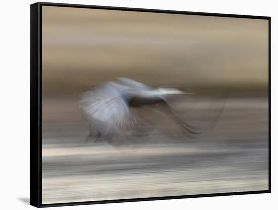 Sandhill Crane in motion Bosque del Apache NWR, New Mexico-Maresa Pryor-Framed Stretched Canvas