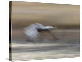 Sandhill Crane in motion Bosque del Apache NWR, New Mexico-Maresa Pryor-Stretched Canvas