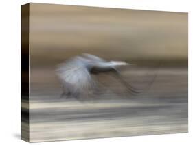Sandhill Crane in motion Bosque del Apache NWR, New Mexico-Maresa Pryor-Stretched Canvas