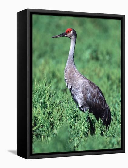 Sandhill Crane, Myakka River State Park, Florida, USA-Charles Sleicher-Framed Stretched Canvas