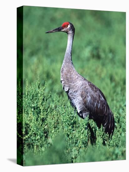 Sandhill Crane, Myakka River State Park, Florida, USA-Charles Sleicher-Stretched Canvas