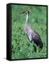 Sandhill Crane, Myakka River State Park, Florida, USA-Charles Sleicher-Framed Stretched Canvas