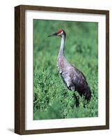 Sandhill Crane, Myakka River State Park, Florida, USA-Charles Sleicher-Framed Photographic Print