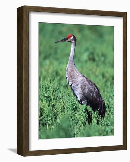 Sandhill Crane, Myakka River State Park, Florida, USA-Charles Sleicher-Framed Photographic Print