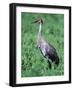 Sandhill Crane, Myakka River State Park, Florida, USA-Charles Sleicher-Framed Photographic Print