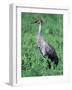 Sandhill Crane, Myakka River State Park, Florida, USA-Charles Sleicher-Framed Photographic Print