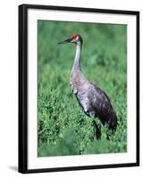 Sandhill Crane, Myakka River State Park, Florida, USA-Charles Sleicher-Framed Photographic Print