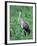 Sandhill Crane, Myakka River State Park, Florida, USA-Charles Sleicher-Framed Photographic Print