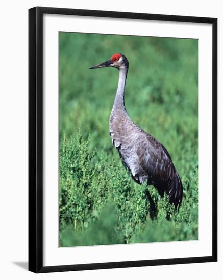 Sandhill Crane, Myakka River State Park, Florida, USA-Charles Sleicher-Framed Photographic Print