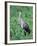 Sandhill Crane, Myakka River State Park, Florida, USA-Charles Sleicher-Framed Photographic Print