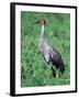 Sandhill Crane, Myakka River State Park, Florida, USA-Charles Sleicher-Framed Photographic Print