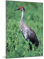 Sandhill Crane, Myakka River State Park, Florida, USA-Charles Sleicher-Mounted Photographic Print