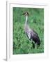 Sandhill Crane, Myakka River State Park, Florida, USA-Charles Sleicher-Framed Photographic Print