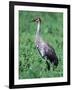 Sandhill Crane, Myakka River State Park, Florida, USA-Charles Sleicher-Framed Photographic Print