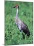 Sandhill Crane, Myakka River State Park, Florida, USA-Charles Sleicher-Mounted Photographic Print