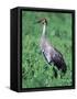 Sandhill Crane, Myakka River State Park, Florida, USA-Charles Sleicher-Framed Stretched Canvas