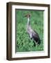 Sandhill Crane, Myakka River State Park, Florida, USA-Charles Sleicher-Framed Photographic Print