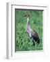 Sandhill Crane, Myakka River State Park, Florida, USA-Charles Sleicher-Framed Photographic Print