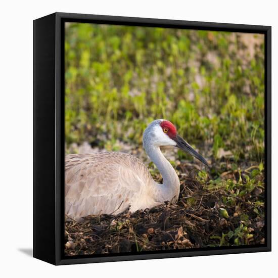 Sandhill Crane on Nest after Sunset, Florida, Wild-Maresa Pryor-Framed Stretched Canvas