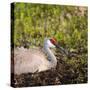 Sandhill Crane on Nest after Sunset, Florida, Wild-Maresa Pryor-Stretched Canvas