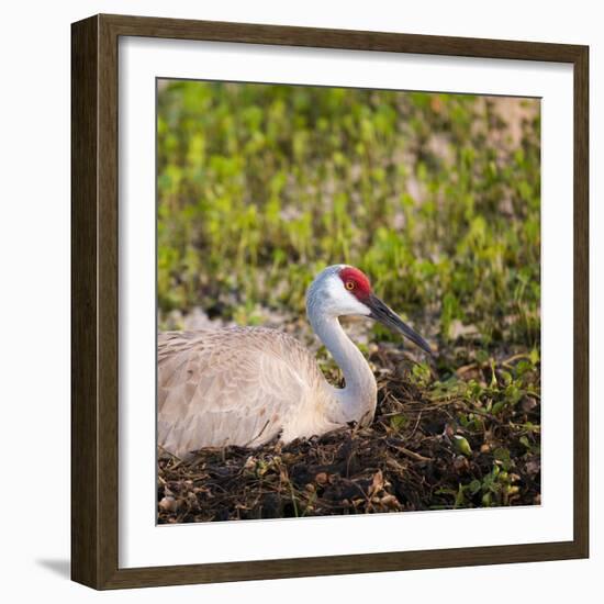 Sandhill Crane on Nest after Sunset, Florida, Wild-Maresa Pryor-Framed Photographic Print