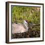 Sandhill Crane on Nest after Sunset, Florida, Wild-Maresa Pryor-Framed Photographic Print