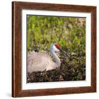 Sandhill Crane on Nest after Sunset, Florida, Wild-Maresa Pryor-Framed Photographic Print