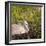 Sandhill Crane on Nest after Sunset, Florida, Wild-Maresa Pryor-Framed Photographic Print