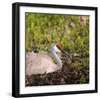 Sandhill Crane on Nest after Sunset, Florida, Wild-Maresa Pryor-Framed Photographic Print