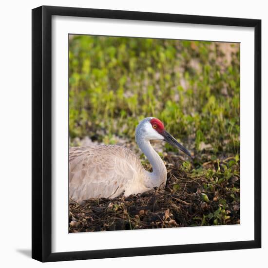 Sandhill Crane on Nest after Sunset, Florida, Wild-Maresa Pryor-Framed Photographic Print