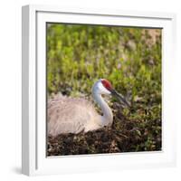 Sandhill Crane on Nest after Sunset, Florida, Wild-Maresa Pryor-Framed Photographic Print