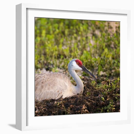 Sandhill Crane on Nest after Sunset, Florida, Wild-Maresa Pryor-Framed Photographic Print