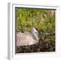 Sandhill Crane on Nest after Sunset, Florida, Wild-Maresa Pryor-Framed Photographic Print