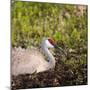 Sandhill Crane on Nest after Sunset, Florida, Wild-Maresa Pryor-Mounted Photographic Print