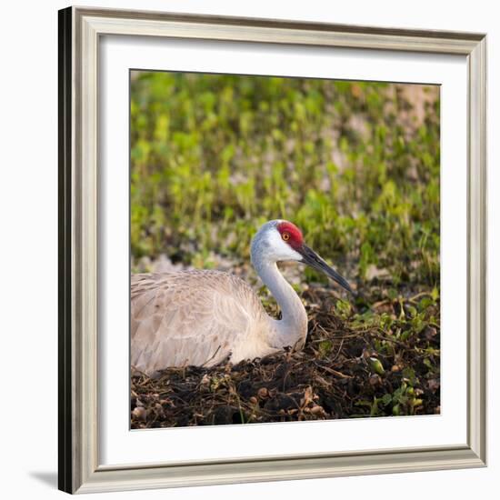 Sandhill Crane on Nest after Sunset, Florida, Wild-Maresa Pryor-Framed Photographic Print